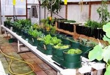 Hydroponic Farms are safe from extreme weather events