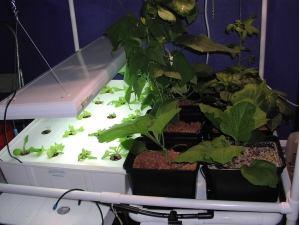 Crops can be grown in small spaces